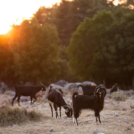 Babakamp Eco Ranch & Retreat Campsite Fethiye